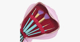 Ulta-Chic Heart Shell Brush Set - FREE SHIP DEALS