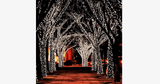LED Fairy Lights - FREE SHIP DEALS