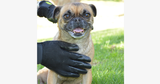 Pair of Pet Grooming Gloves - FREE SHIP DEALS