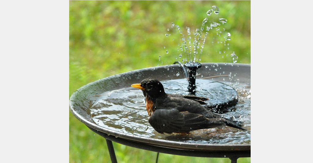 Solar Powered Fountain Pump